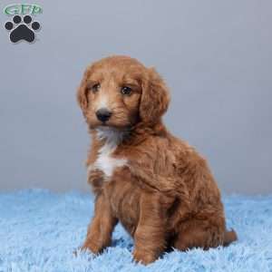 Blast, Goldendoodle Puppy